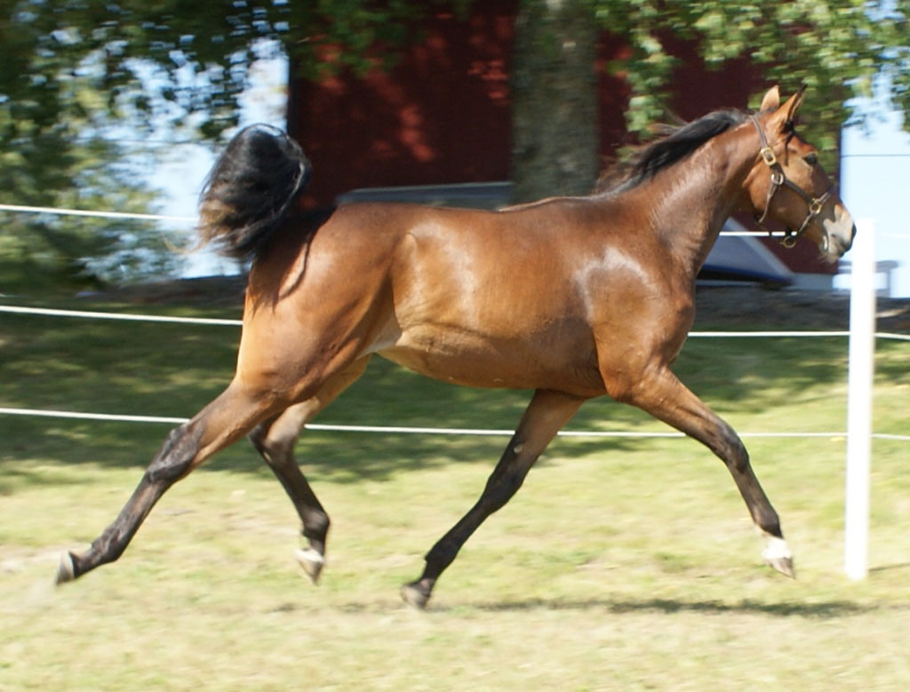 Gaviria